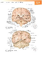 Sobotta Atlas of Human Anatomy  Head,Neck,Upper Limb Volume1 2006, page 336